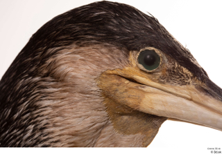 Double-crested cormorant Phalacrocorax auritus eye head 0003.jpg